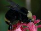 A bumblebee